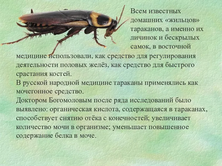 Всем известных домашних «жильцов» тараканов, а именно их личинок и бескрылых