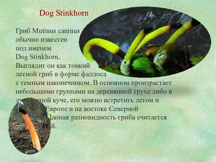 Dog Stinkhorn Гриб Mutinus caninus обычно известен под именем Dog Stinkhorn.