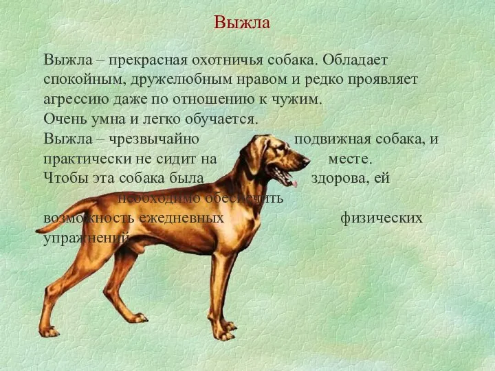 Выжла Выжла – прекрасная охотничья собака. Обладает спокойным, дружелюбным нравом и