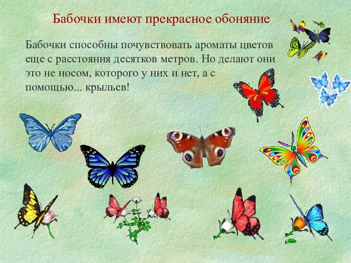 Бабочки имеют прекрасное обоняние Бабочки способны почувствовать ароматы цветов еще с