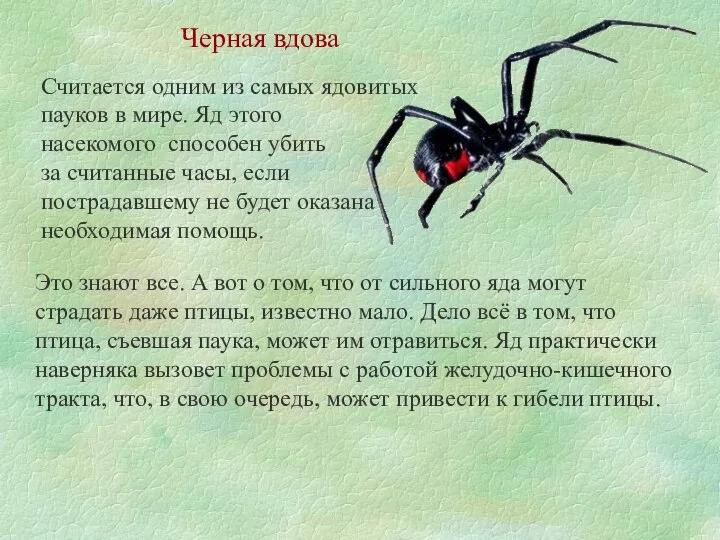 Считается одним из самых ядовитых пауков в мире. Яд этого насекомого