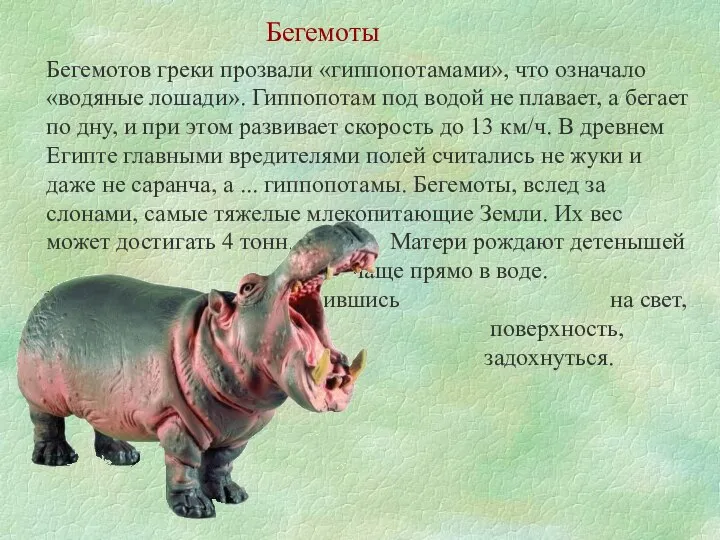 Бегемотов греки прозвали «гиппопотамами», что означало «водяные лошади». Гиппопотам под водой