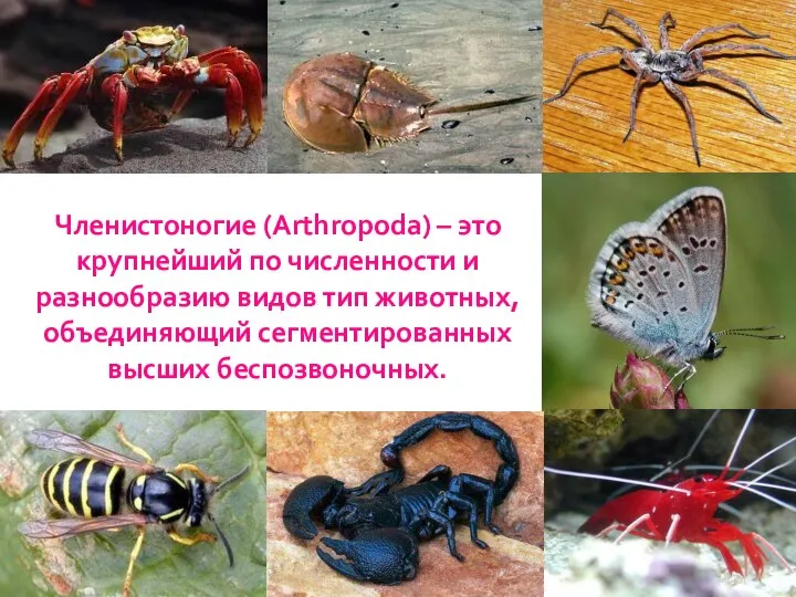 Членистоногие (Arthropoda) – это крупнейший по численности и разнообразию видов тип животных, объединяющий сегментированных высших беспозвоночных.