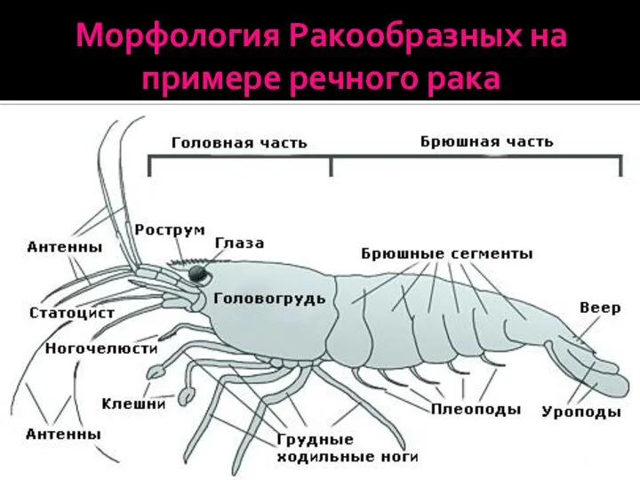 Морфология Ракообразных на примере речного рака