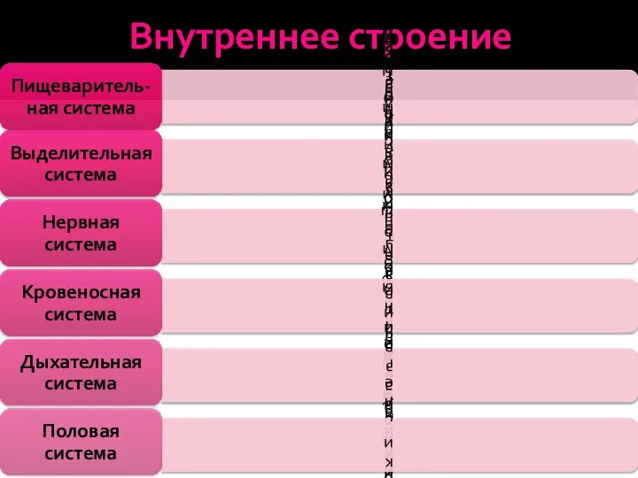 Внутреннее строение