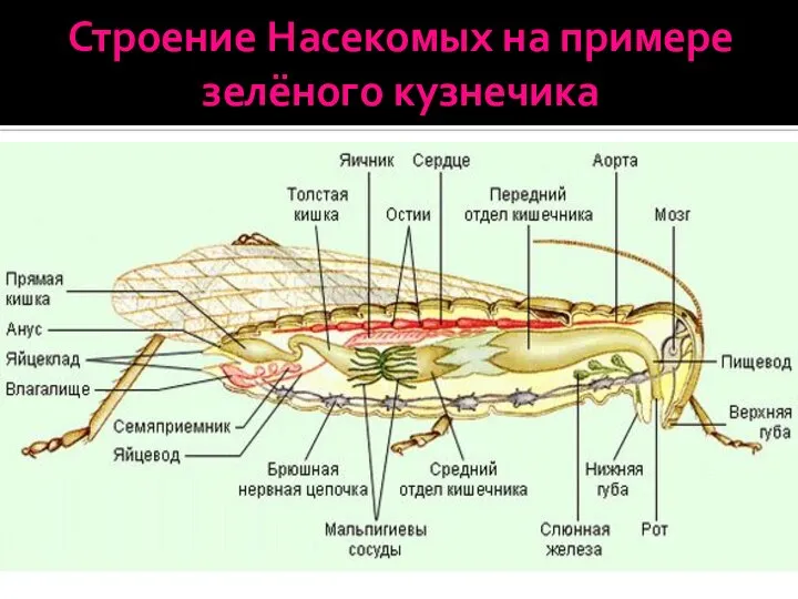 Строение Насекомых на примере зелёного кузнечика