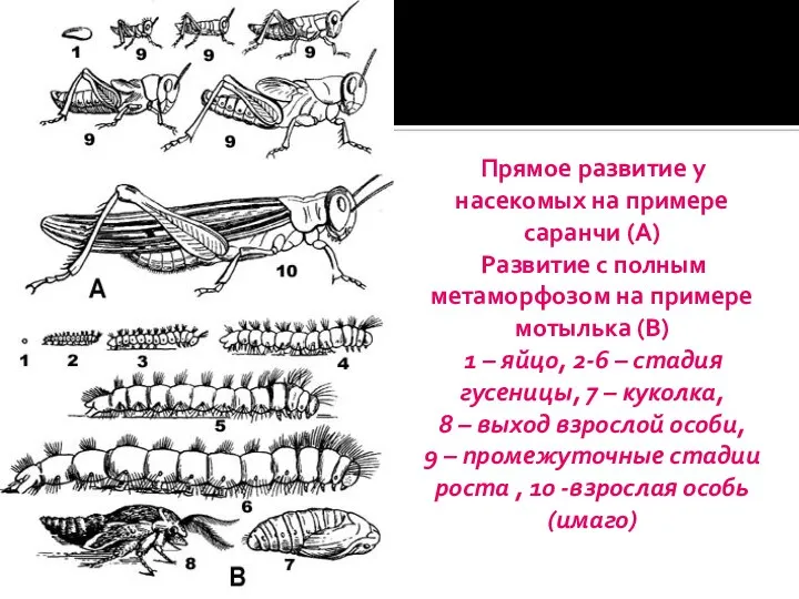 Прямое развитие у насекомых на примере саранчи (А) Развитие с полным