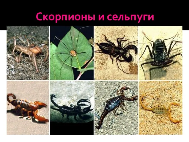 Скорпионы и сельпуги