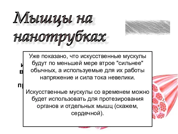 Мышцы на нанотрубках В 1999 году исследовательская группа во главе с