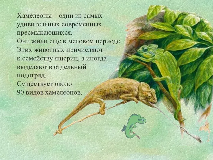 Хамелеоны – одни из самых удивительных современных пресмыкающихся. Они жили еще