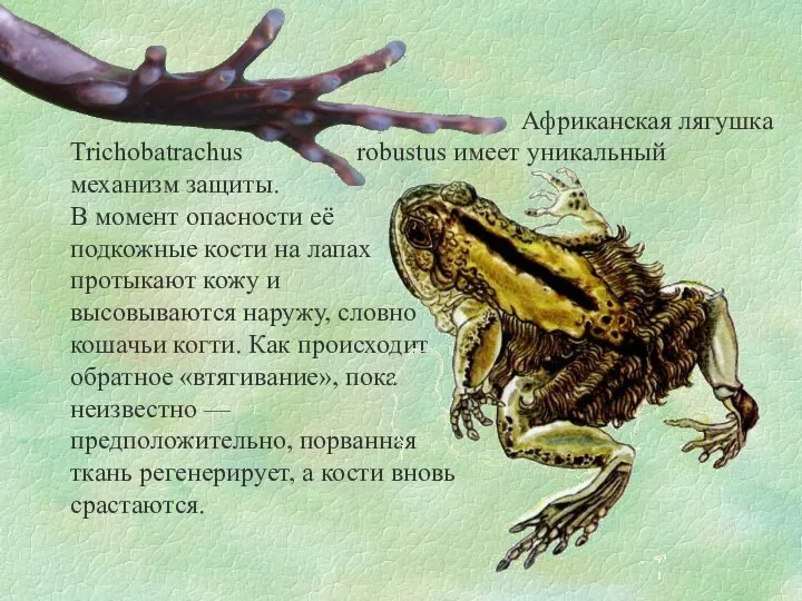 Trichobatrachus robustus имеет уникальный механизм защиты. В момент опасности её подкожные