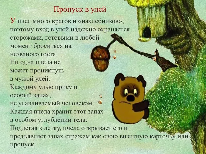 Пропуск в улей У пчел много врагов и «нахлебников», поэтому вход