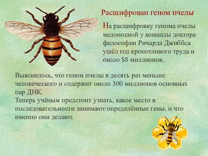 Расшифрован геном пчелы На расшифровку генома пчелы медоносной у команды доктора