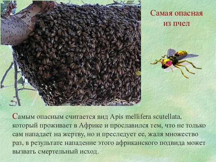 Самая опасная из пчел Самым опасным считается вид Apis mellifera scutellata,