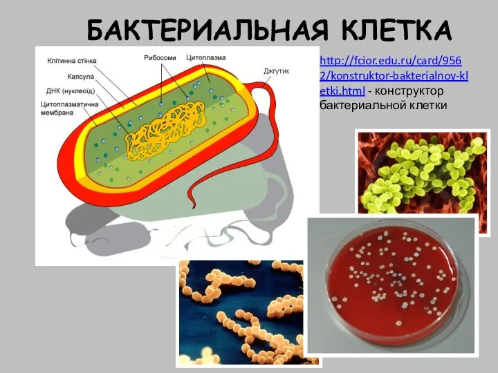 БАКТЕРИАЛЬНАЯ КЛЕТКА http://fcior.edu.ru/card/9562/konstruktor-bakterialnoy-kletki.html - конструктор бактериальной клетки