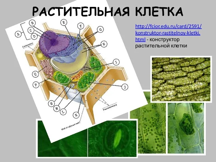 РАСТИТЕЛЬНАЯ КЛЕТКА http://fcior.edu.ru/card/2591/konstruktor-rastitelnoy-kletki.html - конструктор растительной клетки