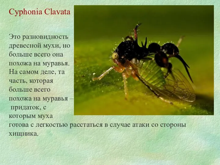 Cyphonia Clavata Это разновидность древесной мухи, но больше всего она похожа