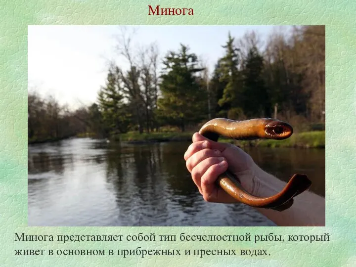 Минога Минога представляет собой тип бесчелюстной рыбы, который живет в основном в прибрежных и пресных водах.