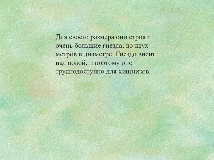 Для своего размера они строят очень большие гнезда, до двух метров