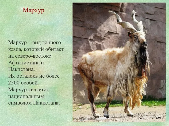 Мархур Мархур – вид горного козла, который обитает на северо-востоке Афганистана