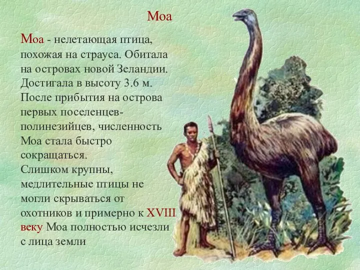 Моа Моа - нелетающая птица, похожая на страуса. Обитала на островах