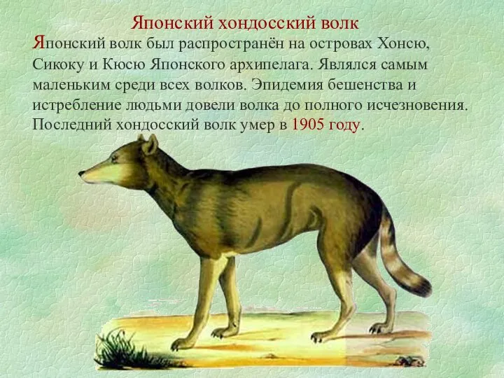 Японский хондосский волк Японский волк был распространён на островах Хонсю, Сикоку