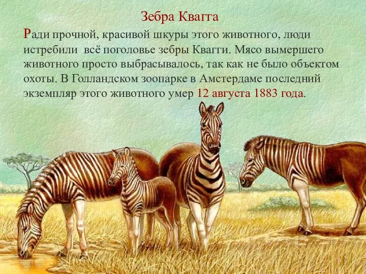 Зебра Квагга Ради прочной, красивой шкуры этого животного, люди истребили всё