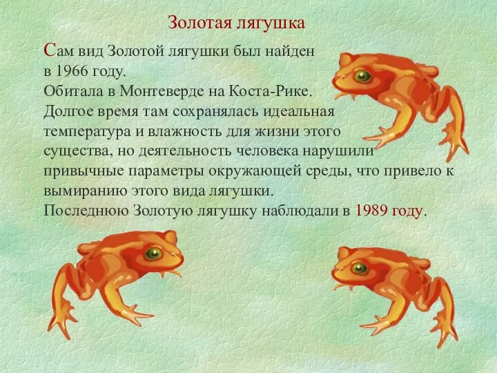 Золотая лягушка Сам вид Золотой лягушки был найден в 1966 году.