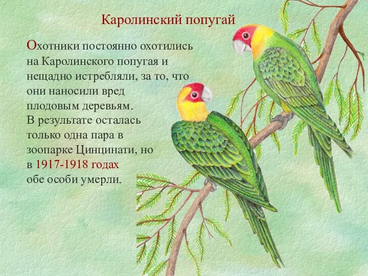 Каролинский попугай Охотники постоянно охотились на Каролинского попугая и нещадно истребляли,