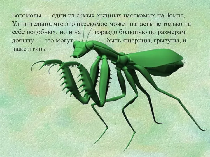Богомолы — одни из самых хищных насекомых на Земле. Удивительно, что