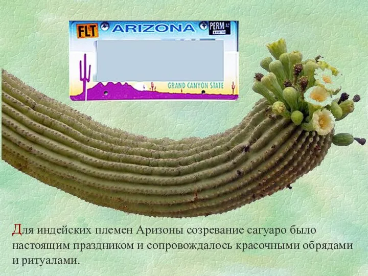 Для индейских племен Аризоны созревание сагуаро было настоящим праздником и сопровождалось красочными обрядами и ритуалами.