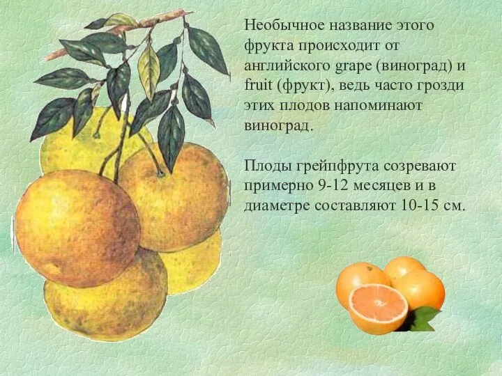 Необычное название этого фрукта происходит от английского grape (виноград) и fruit