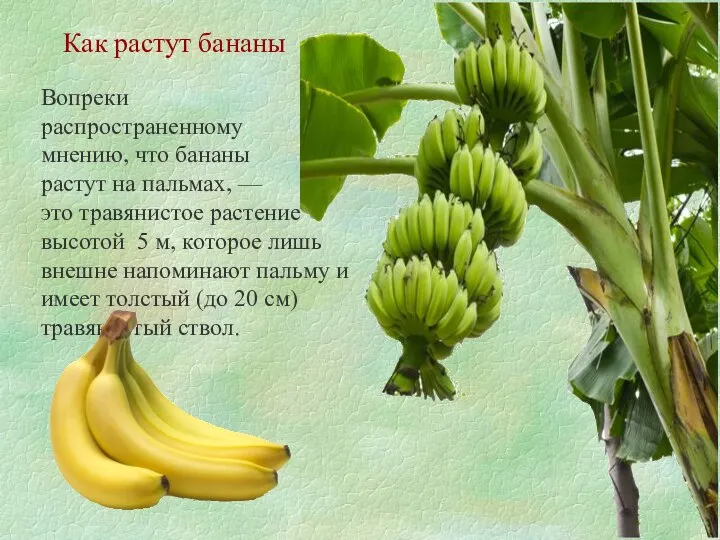 Как растут бананы Вопреки распространенному мнению, что бананы растут на пальмах,