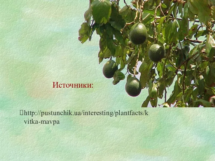 http://pustunchik.ua/interesting/plantfacts/kvitka-mavpa Источники: