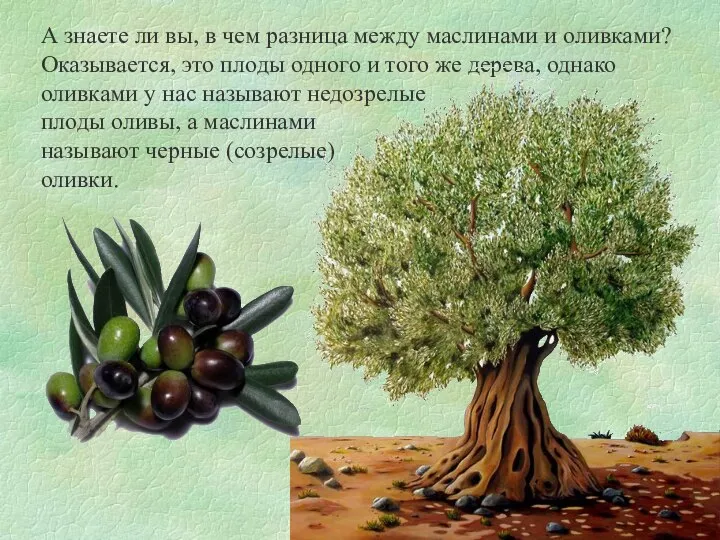 А знаете ли вы, в чем разница между маслинами и оливками?