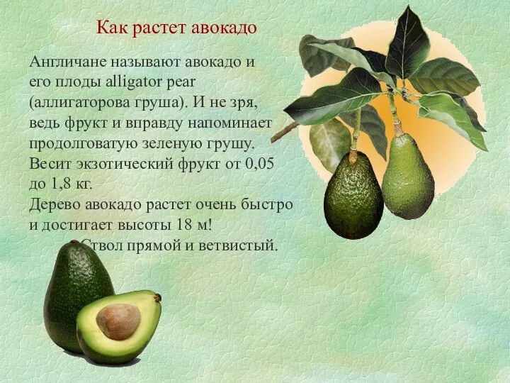 Как растет авокадо Англичане называют авокадо и его плоды alligator pear