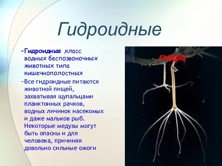 Гидроидные Гидроидные ,класс водных беспозвоночных животных типа кишечнополостных Все гидроидные питаются