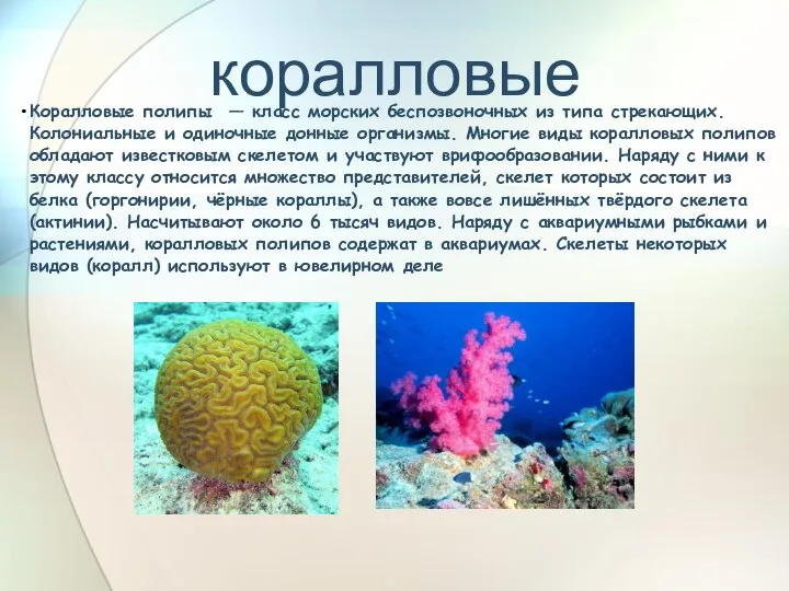 коралловые Коралловые полипы — класс морских беспозвоночных из типа стрекающих. Колониальные