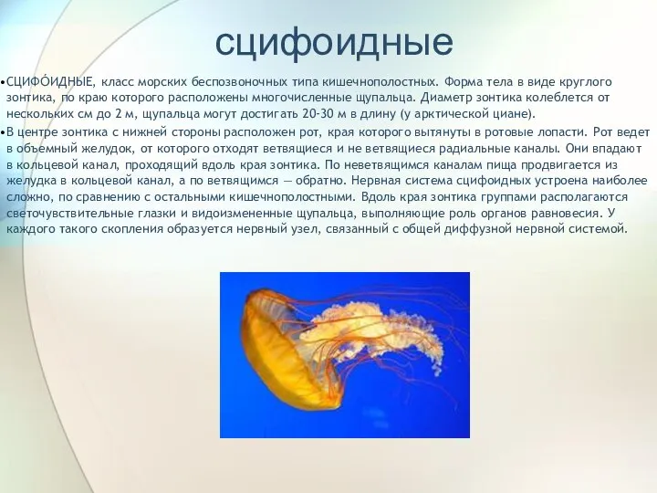 сцифоидные СЦИФО́ИДНЫЕ, класс морских беспозвоночных типа кишечнополостных. Форма тела в виде