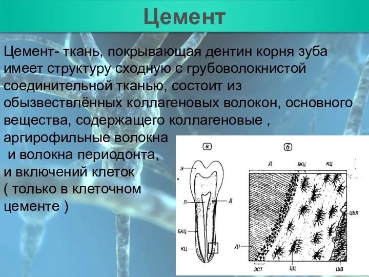 План Цемент Цемент- ткань, покрывающая дентин корня зуба имеет структуру сходную