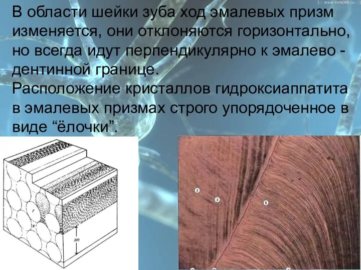 План В области шейки зуба ход эмалевых призм изменяется, они отклоняются