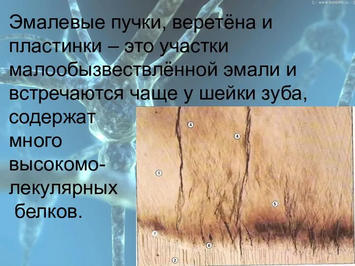 План Эмалевые пучки, веретёна и пластинки – это участки малообызвествлённой эмали