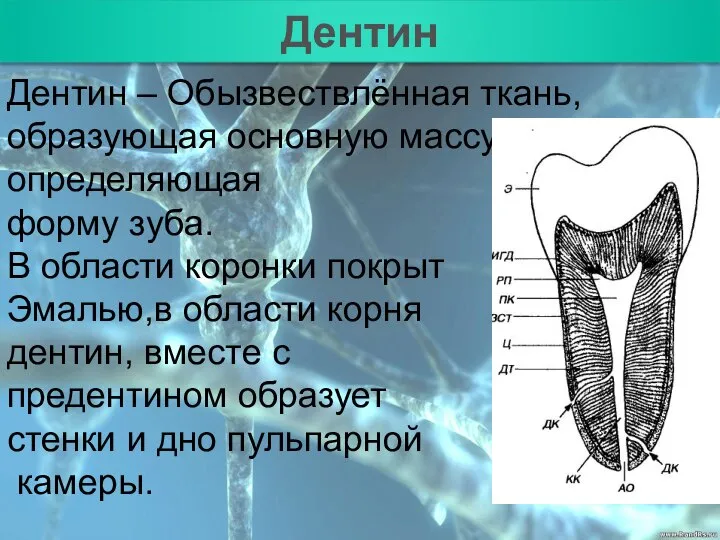 План Дентин Дентин – Обызвествлённая ткань, образующая основную массу и определяющая