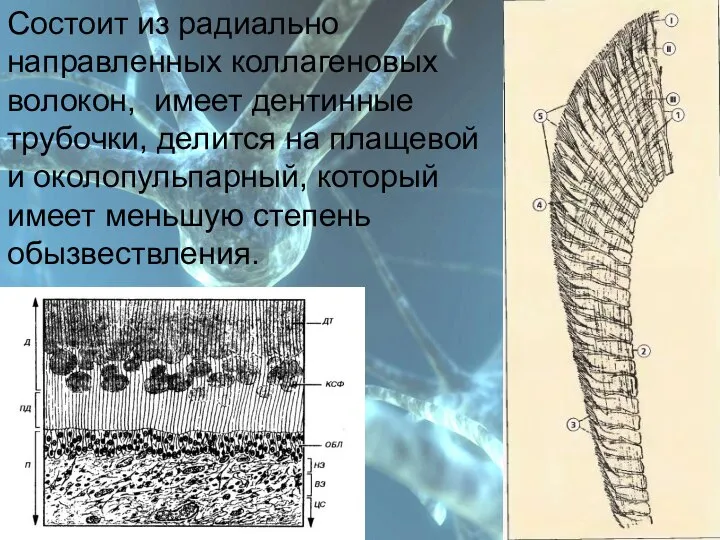 План Состоит из радиально направленных коллагеновых волокон, имеет дентинные трубочки, делится