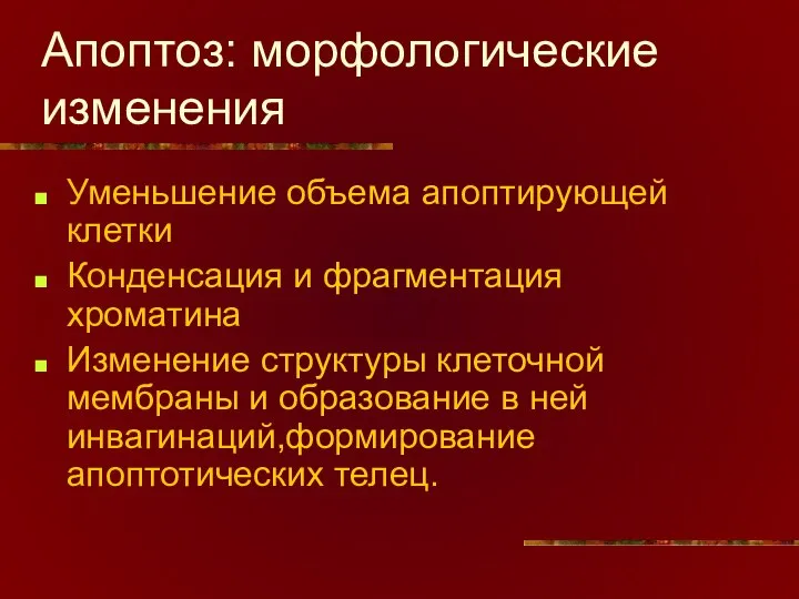 Апоптоз: морфологические изменения Уменьшение объема апоптирующей клетки Конденсация и фрагментация хроматина