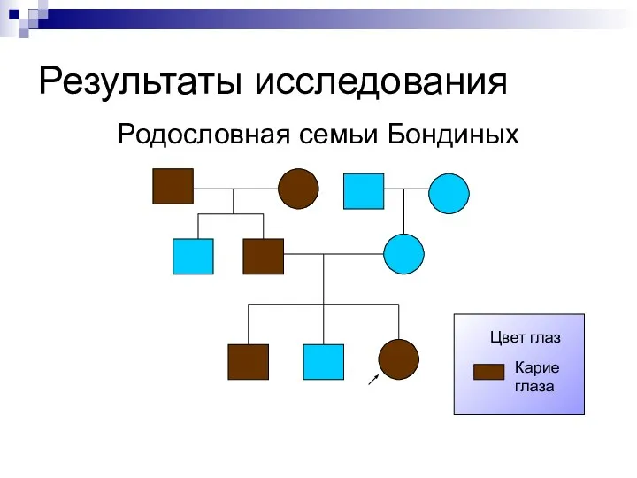 Результаты исследования Родословная семьи Бондиных Карие глаза Цвет глаз