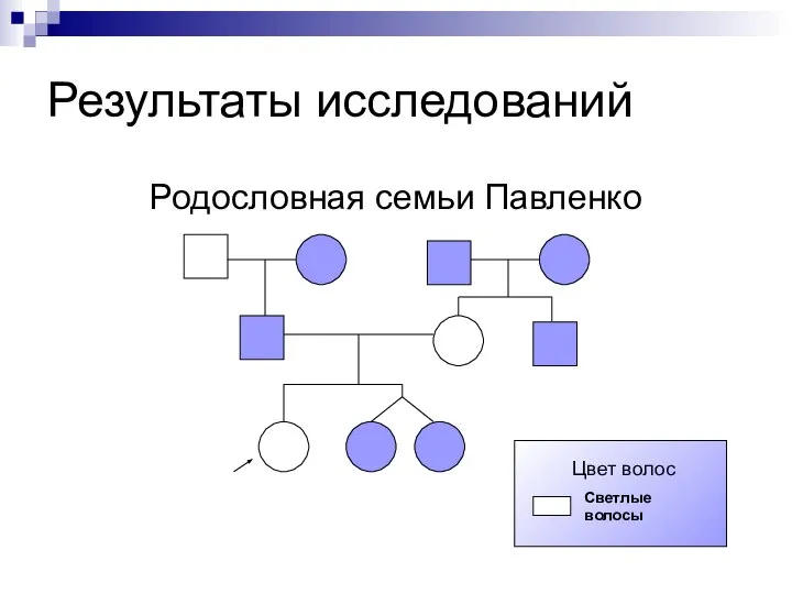 Результаты исследований Родословная семьи Павленко Светлые волосы Цвет волос