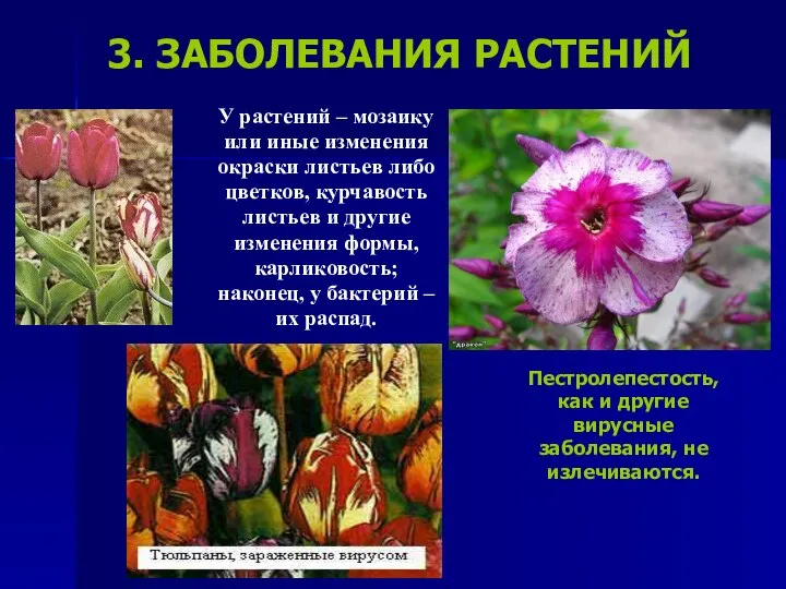 3. ЗАБОЛЕВАНИЯ РАСТЕНИЙ У растений – мозаику или иные изменения окраски