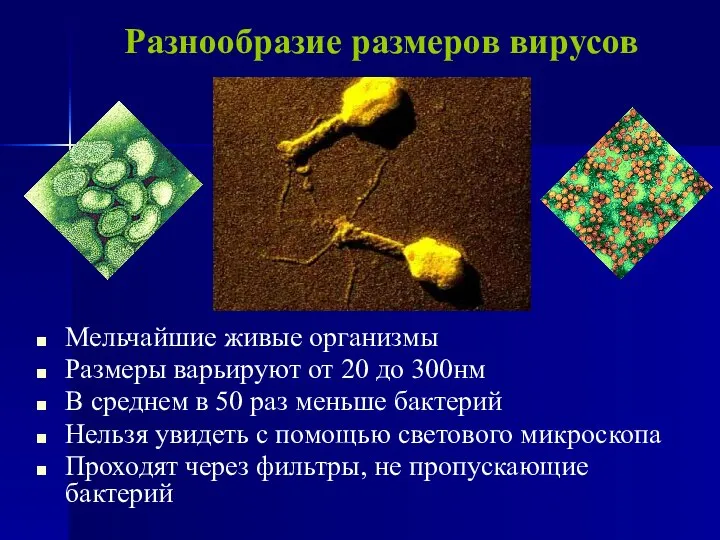 Разнообразие размеров вирусов Мельчайшие живые организмы Размеры варьируют от 20 до
