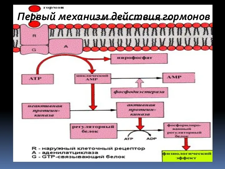 Первый механизм действия гормонов